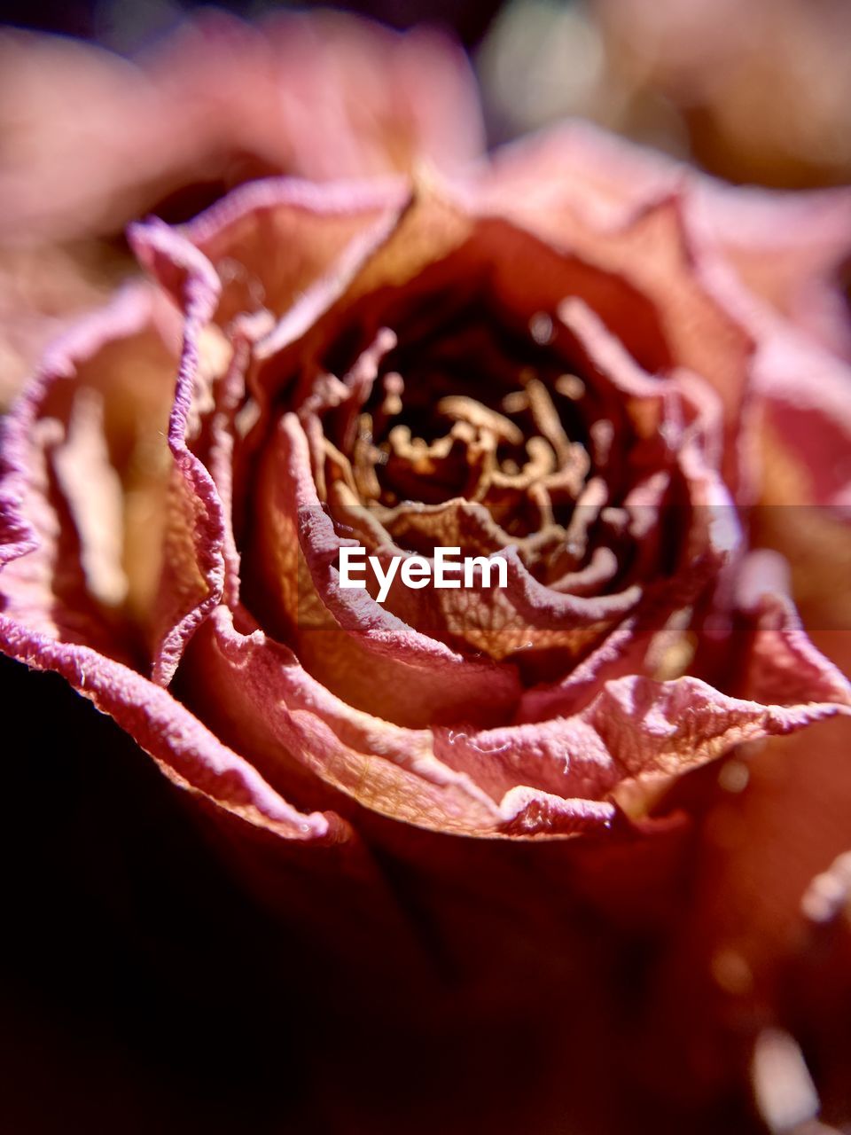 CLOSE-UP OF PINK ROSE IN RED ROSES