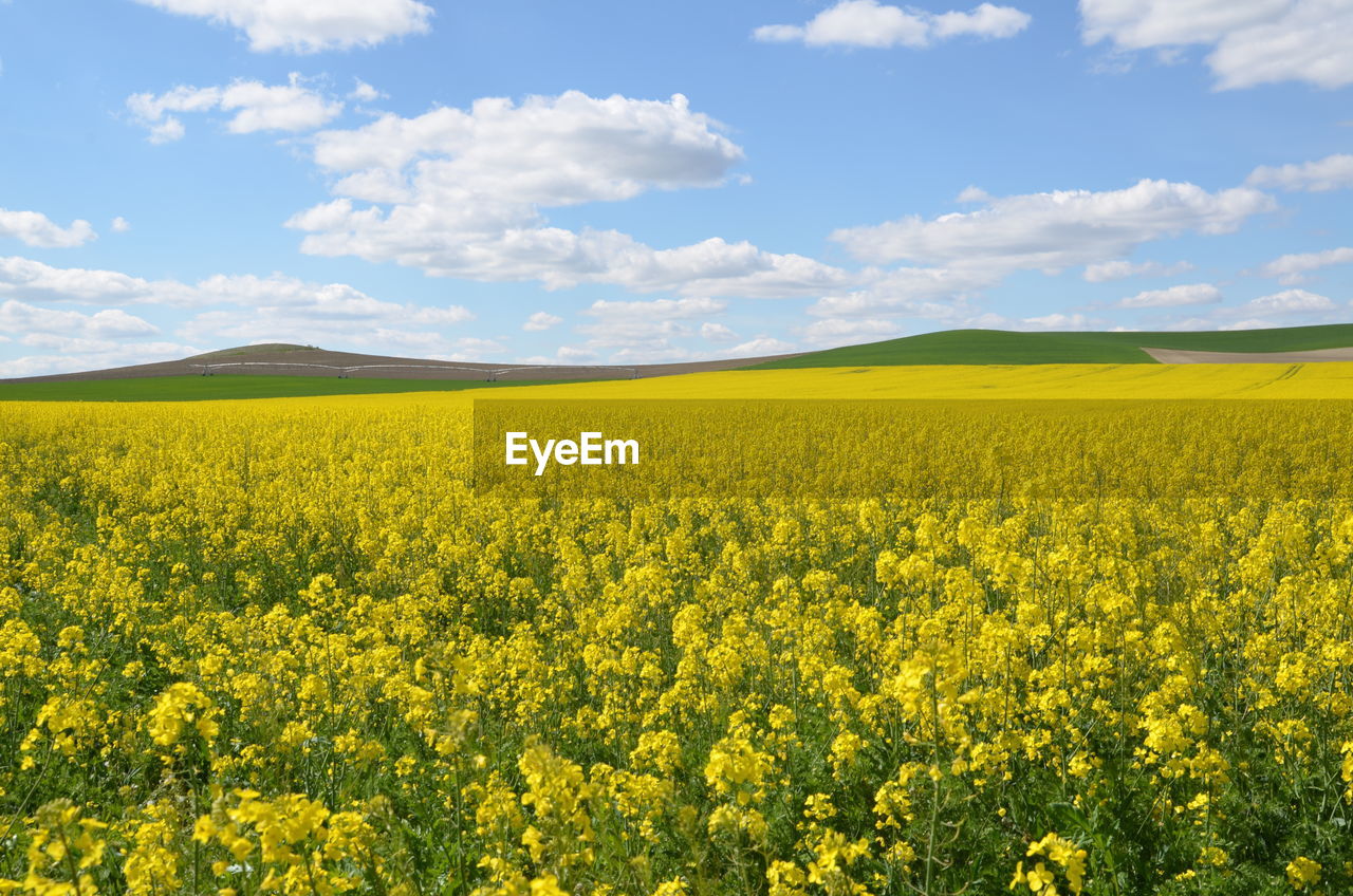 Scenic view of oilseed rape field against sky