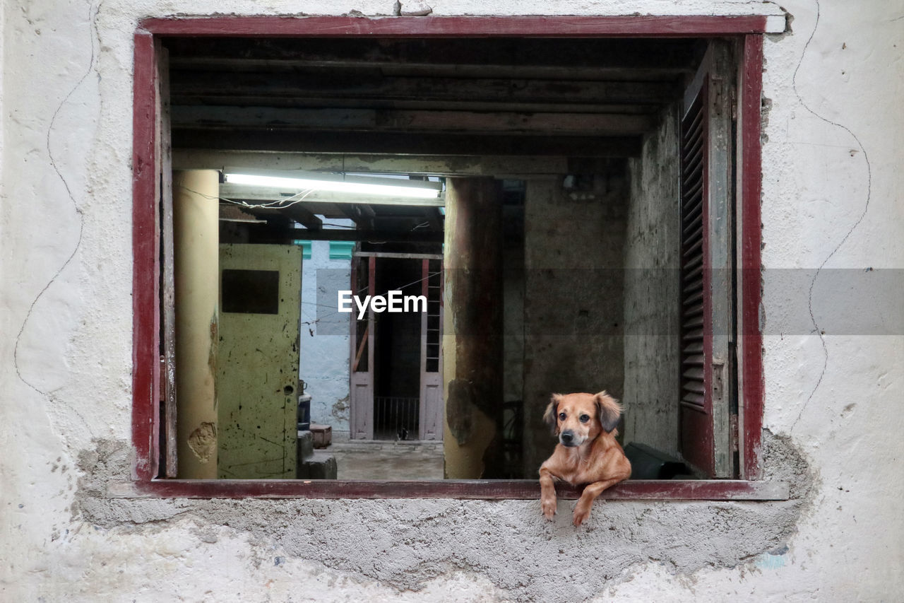 PORTRAIT OF A DOG LOOKING THROUGH DOOR