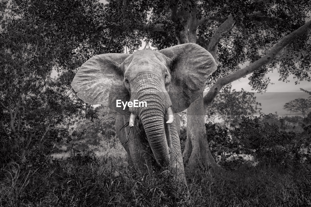 CLOSE-UP OF ELEPHANT IN FOREST