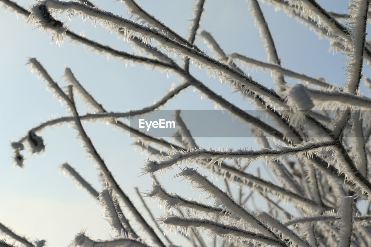CLOSE-UP LOW ANGLE VIEW OF TREE AGAINST CLEAR SKY