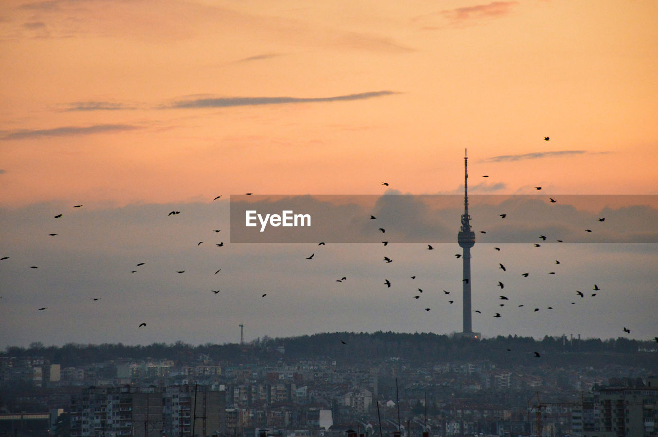 Birds flying in city around tv tower against sky during sunset