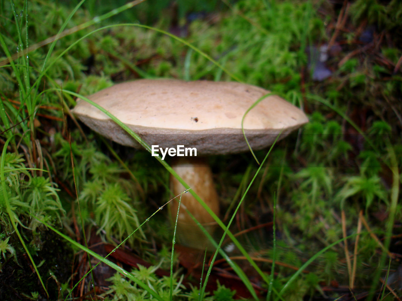 CLOSE-UP OF MUSHROOMS GROWING IN FOREST