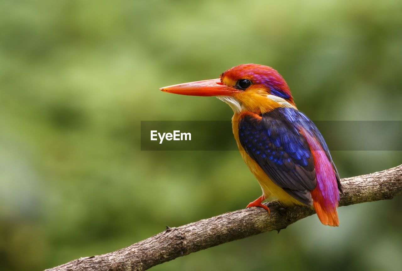 Close-up of kingfisher perching on branch