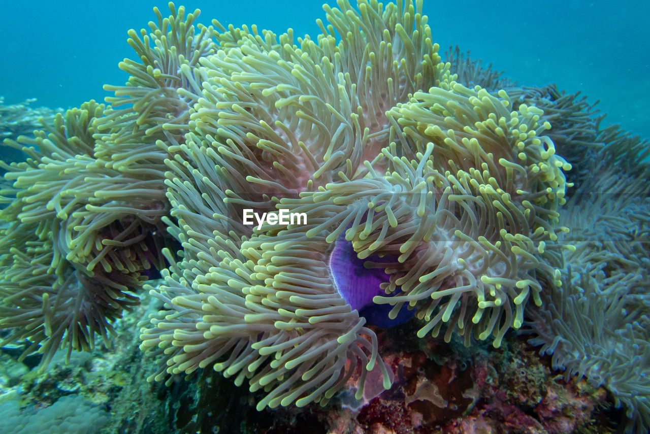 Close-up of coral in sea