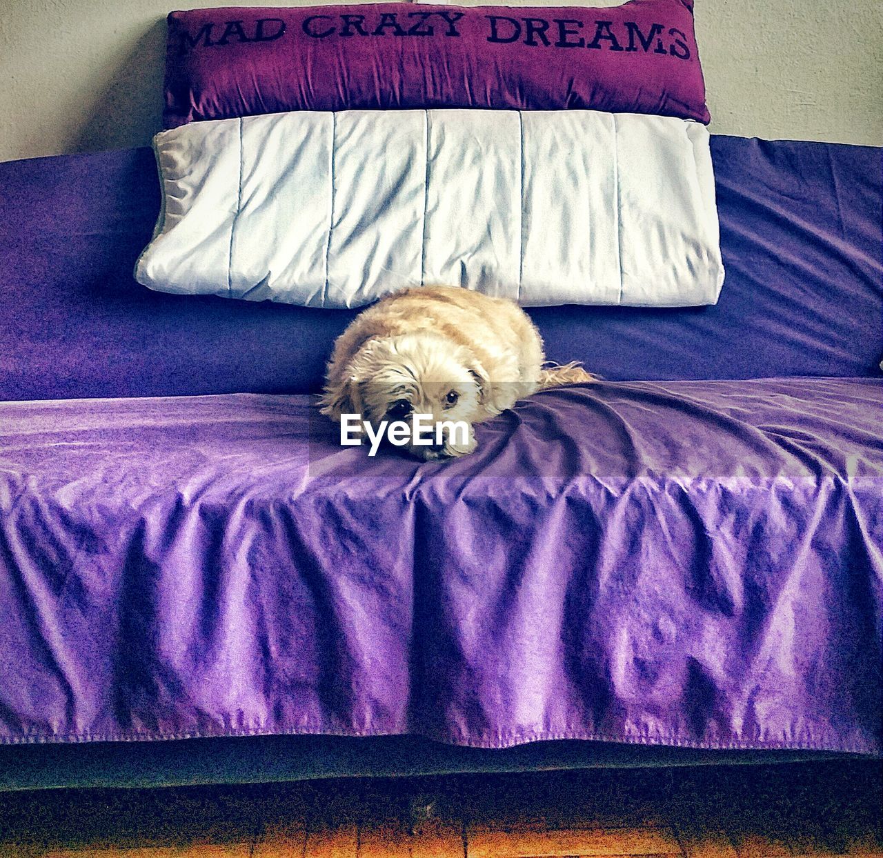 View of a dog resting on bed