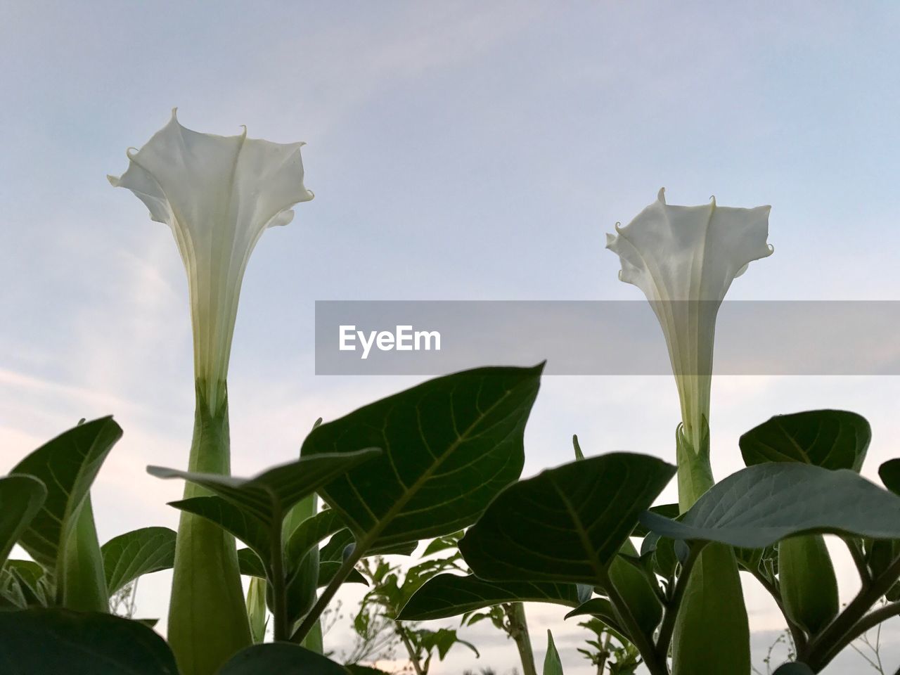 Close-up of flowers against sky