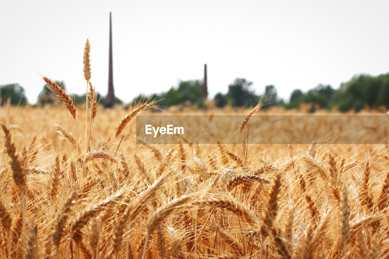 Close-up of fresh wheat plants in field