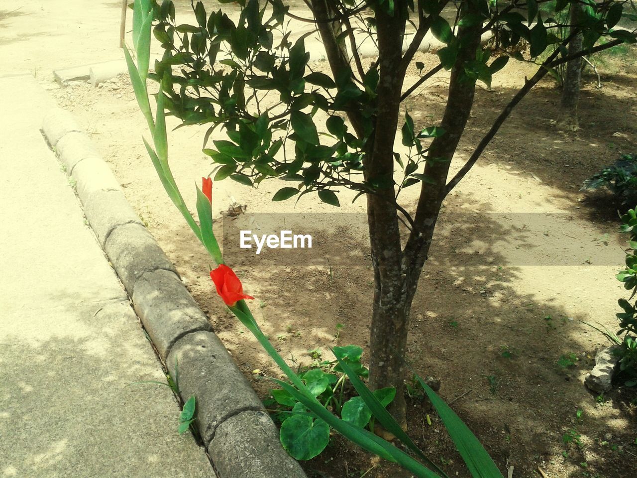 HIGH ANGLE VIEW OF FLOWERING PLANTS BY TREE TRUNK