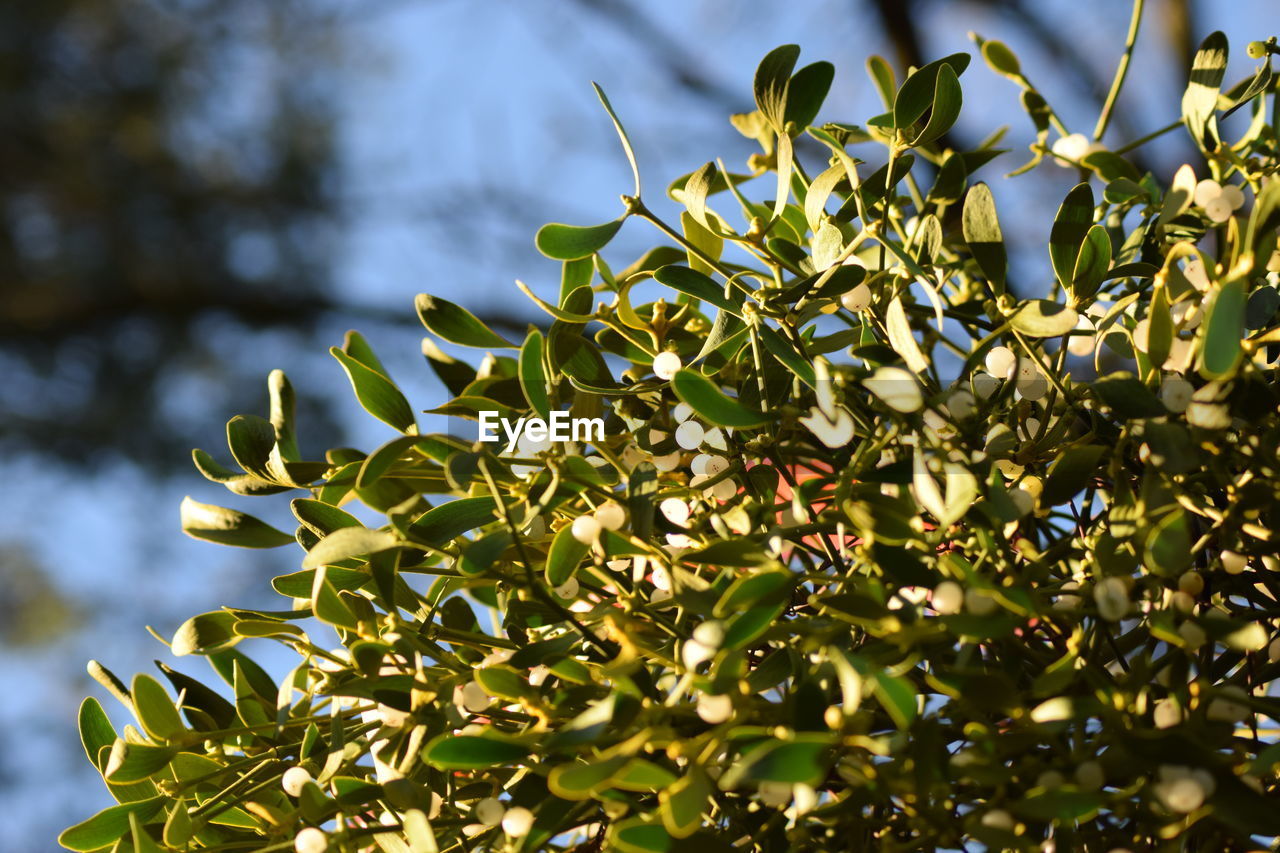 Low angle view of mistletoe in the background blurred light in sunlight 