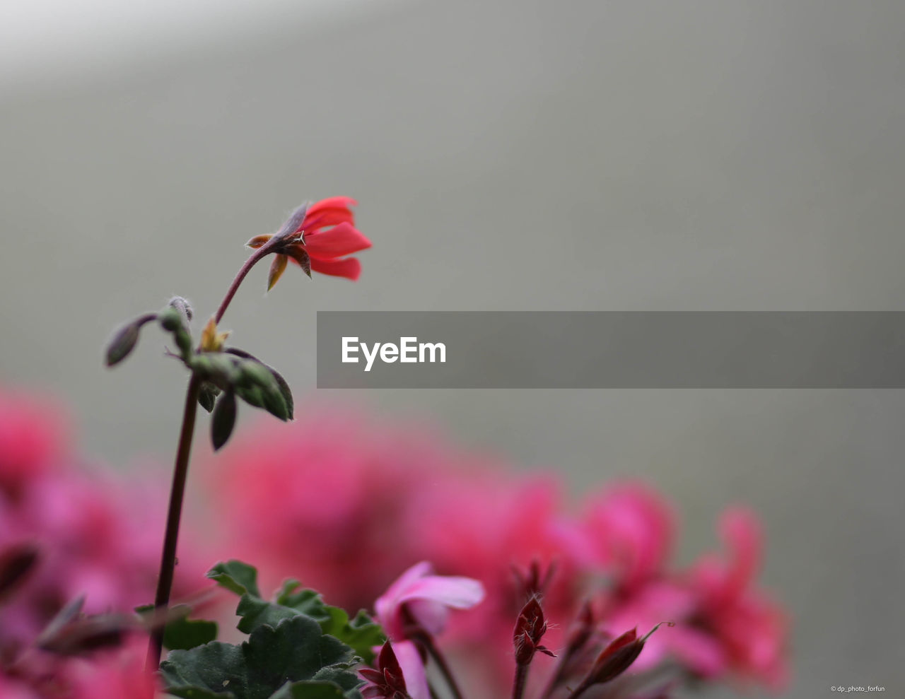 flower, plant, flowering plant, beauty in nature, freshness, nature, fragility, macro photography, close-up, pink, growth, no people, petal, flower head, blossom, inflorescence, red, plant part, focus on foreground, selective focus, outdoors, leaf, bud, plant stem, rose, springtime, botany, day