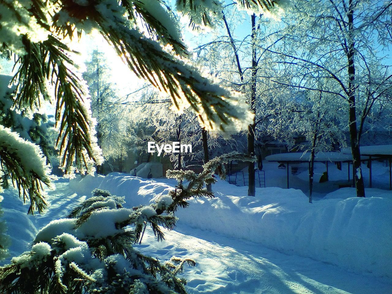 SNOW COVERED BARE TREES