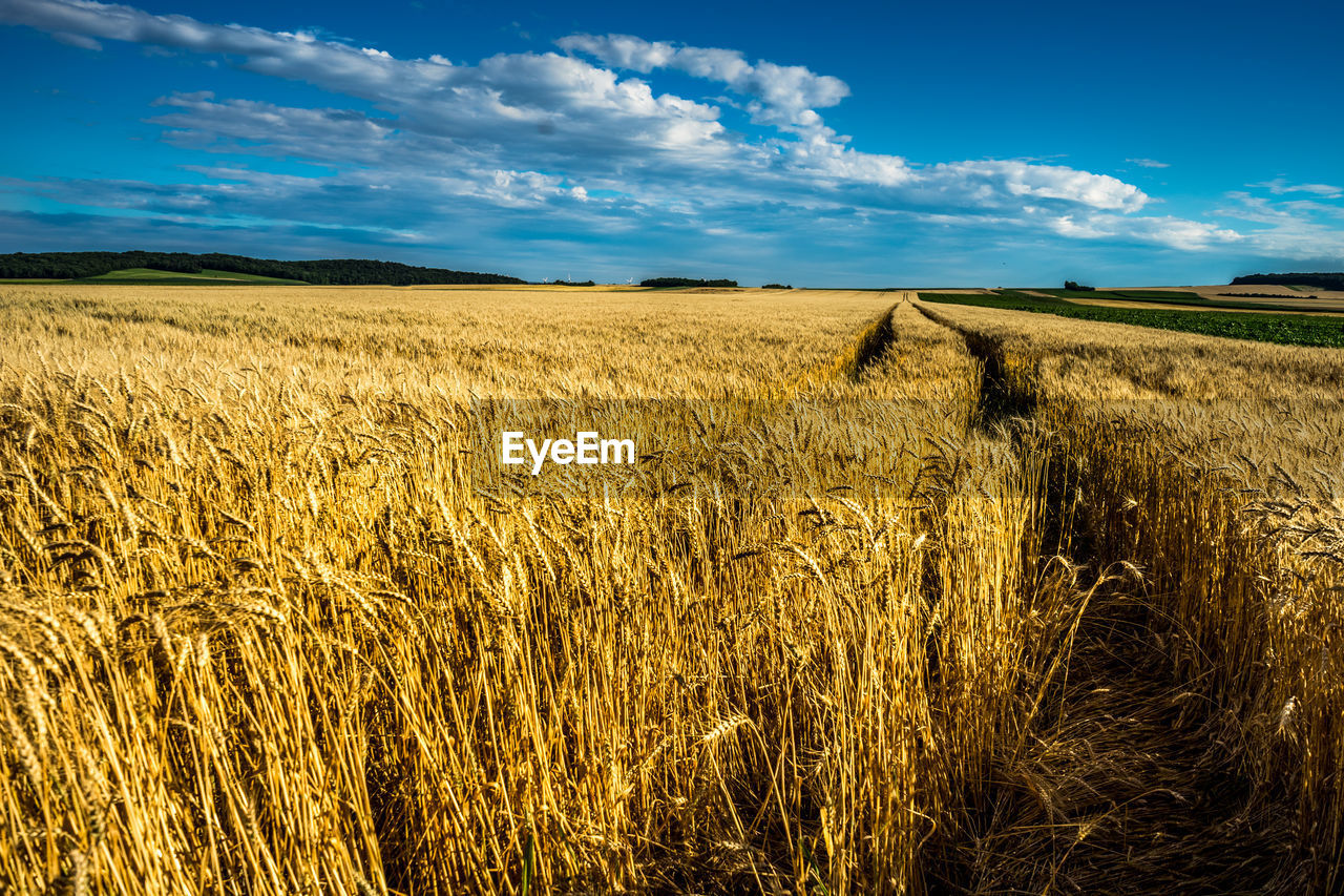 Wheat growing on field against sky