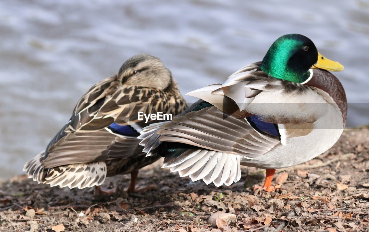 Close-up of mallard ducks at lakeshore