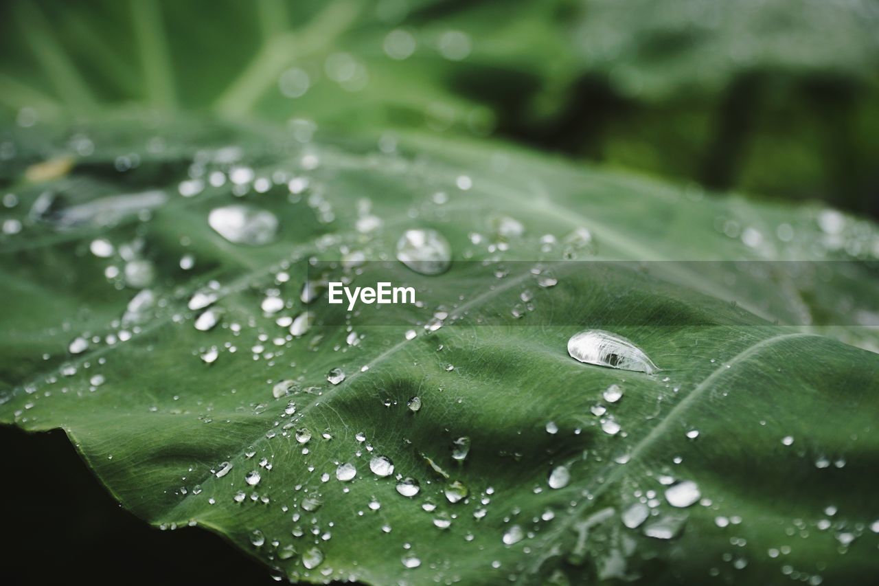 Close-up of raindrops on green leaves