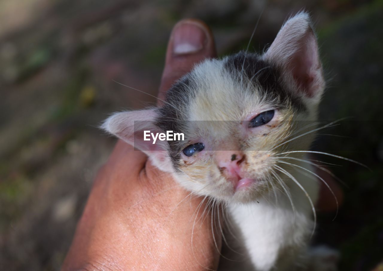 CLOSE-UP OF CAT WITH HAND