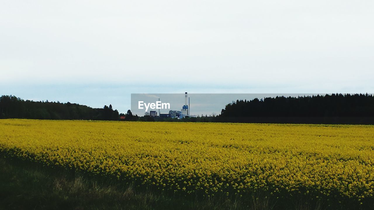 YELLOW FLOWERS IN FIELD