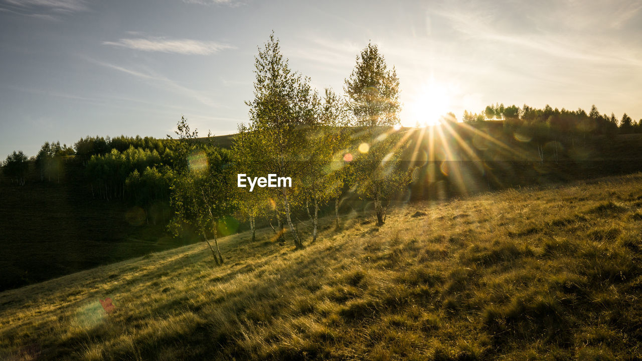 SUNLIGHT STREAMING THROUGH TREES ON FIELD AGAINST SKY AT SUNSET