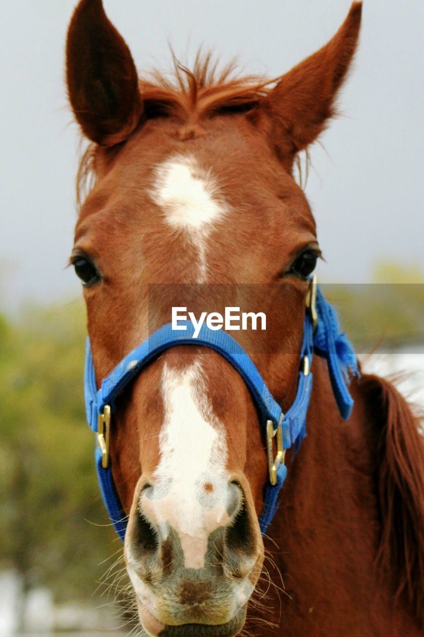 CLOSE-UP OF HORSE IN FARM