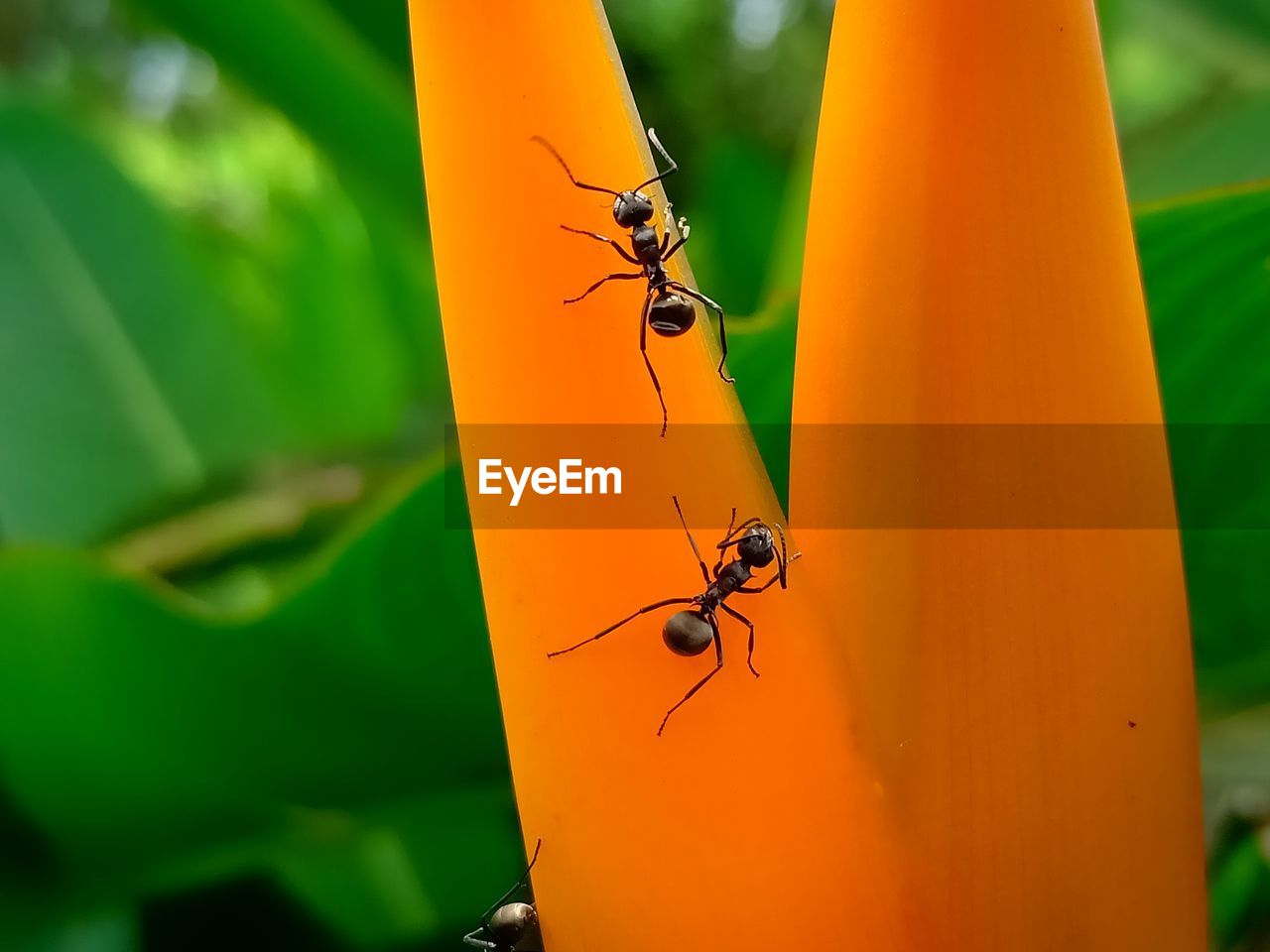 Close-up of ants on leaf