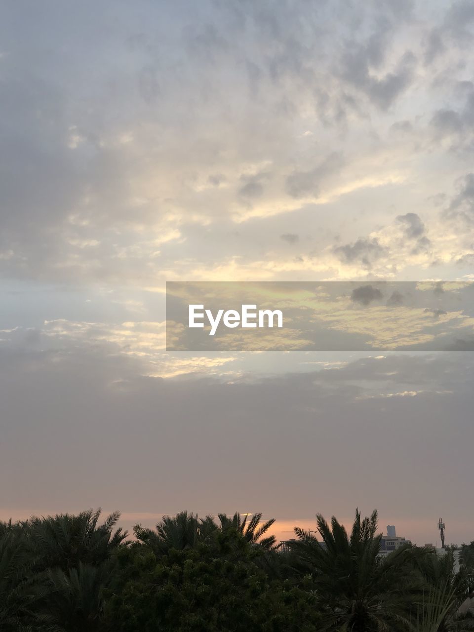 PLANTS AND TREES AGAINST SKY AT SUNSET