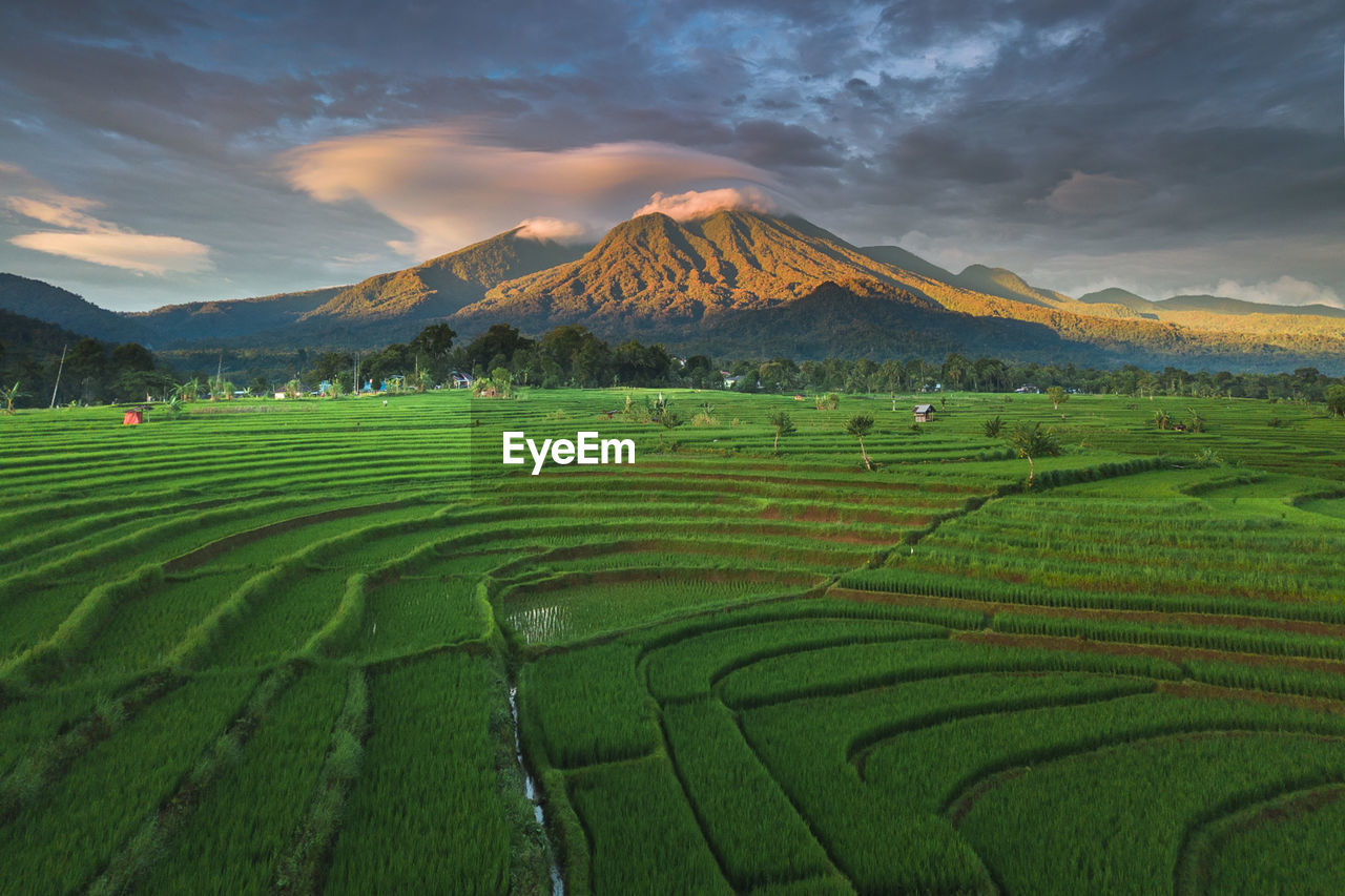 Scenic view of agricultural field against sky