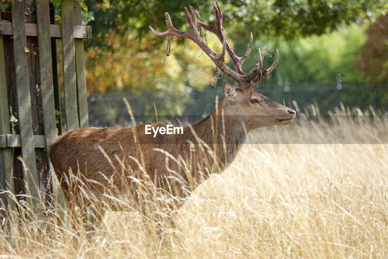 VIEW OF DEER ON GRASS