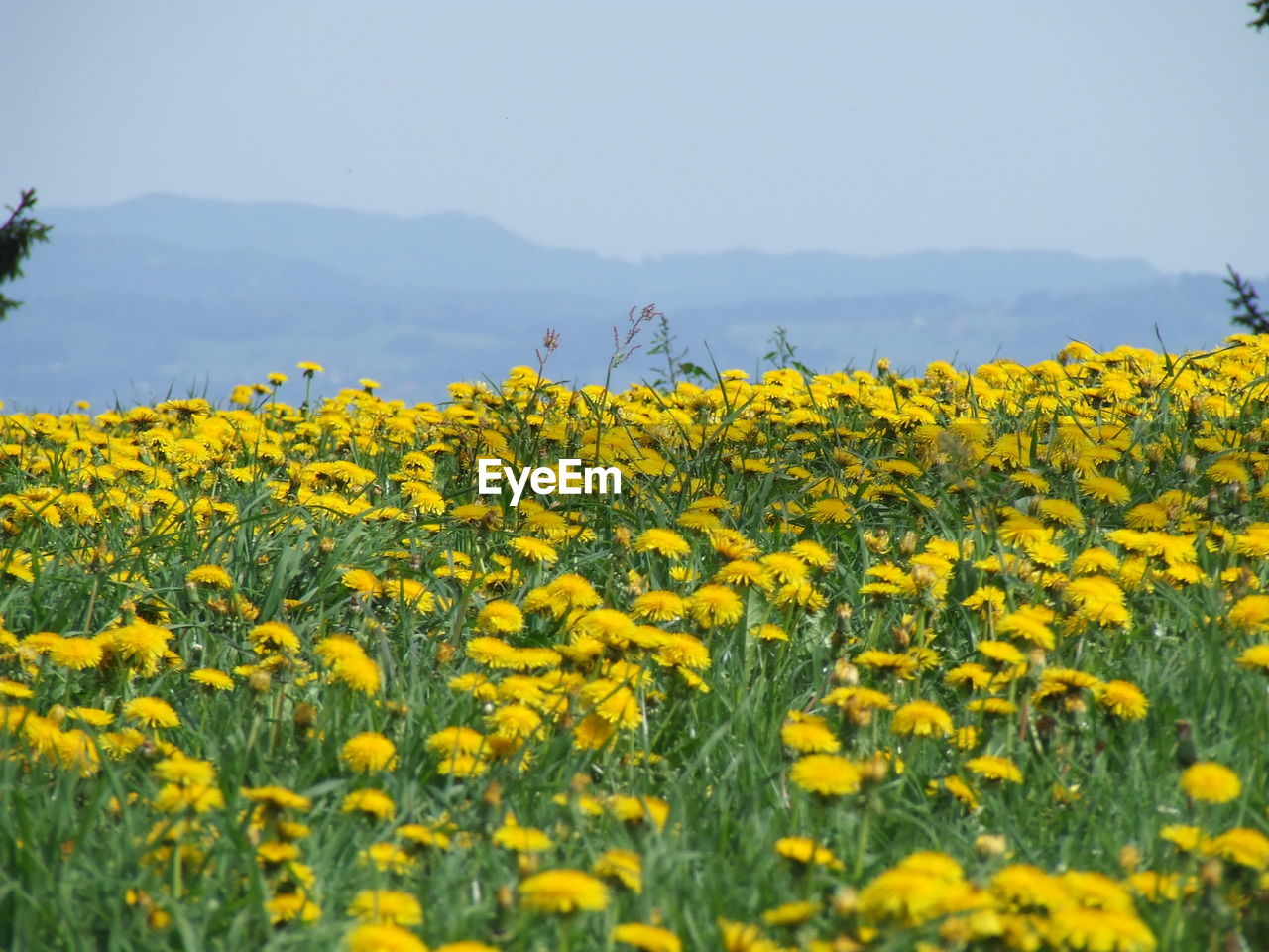 Close-up of oilseed rape field against sky