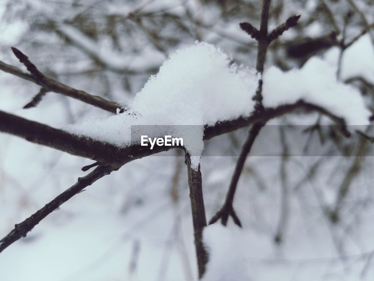 CLOSE-UP OF SNOW COVERED TREE