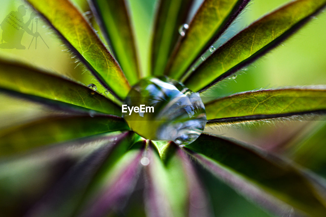 FULL FRAME SHOT OF SUCCULENT PLANTS