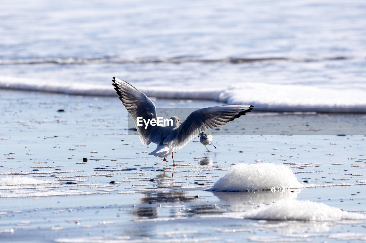 animal, animal themes, animal wildlife, wildlife, bird, water, flying, sea, nature, spread wings, gull, one animal, no people, winter, motion, seabird, seagull, cold temperature, day, beauty in nature, outdoors, snow, animal body part, wing