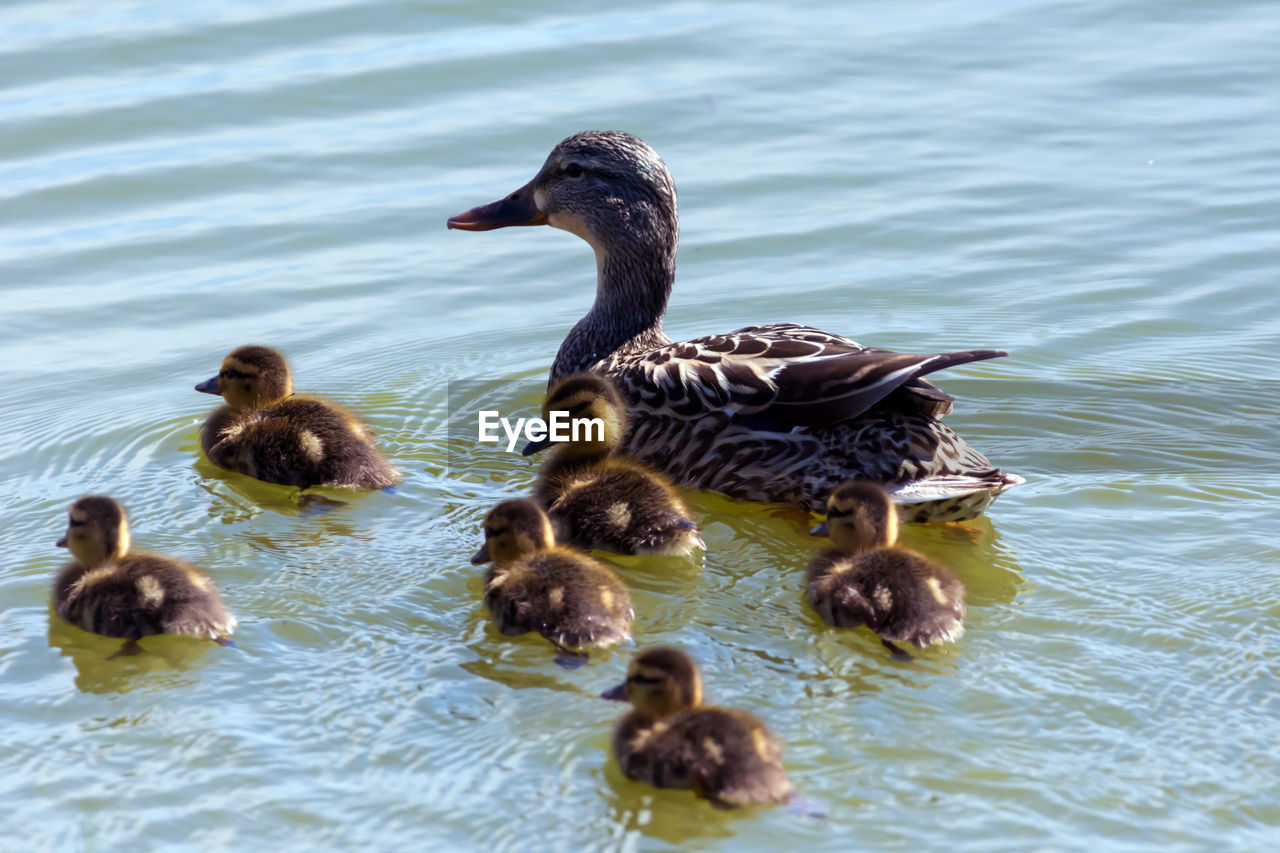 MALLARD DUCKS IN LAKE