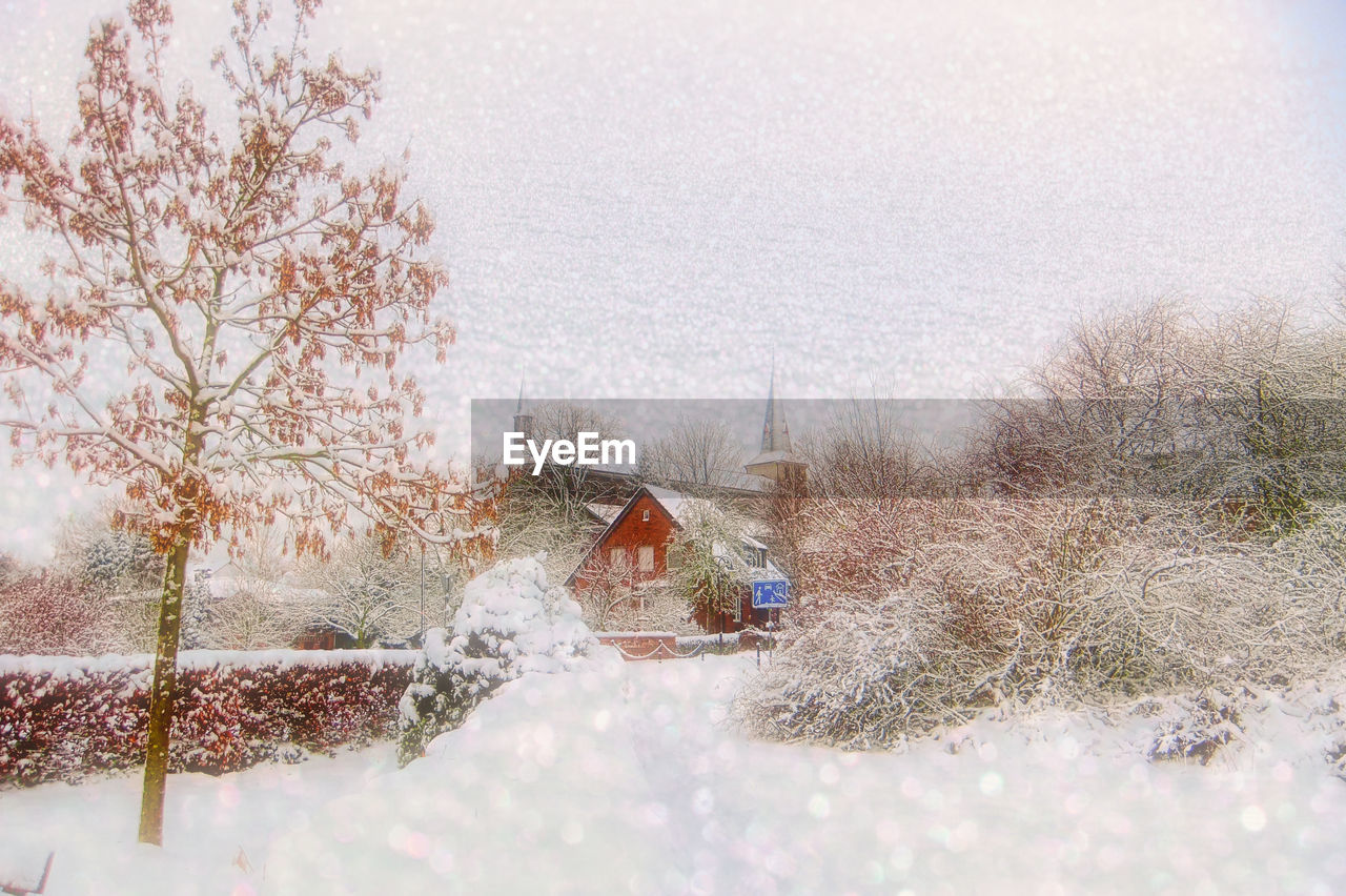 SNOW COVERED LAND AND TREES ON FIELD