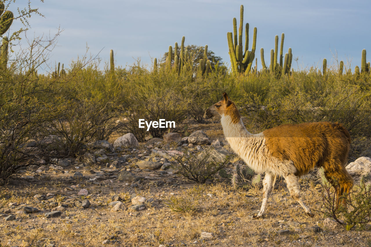 Llama at ruinas de quilmes in the tucuman province