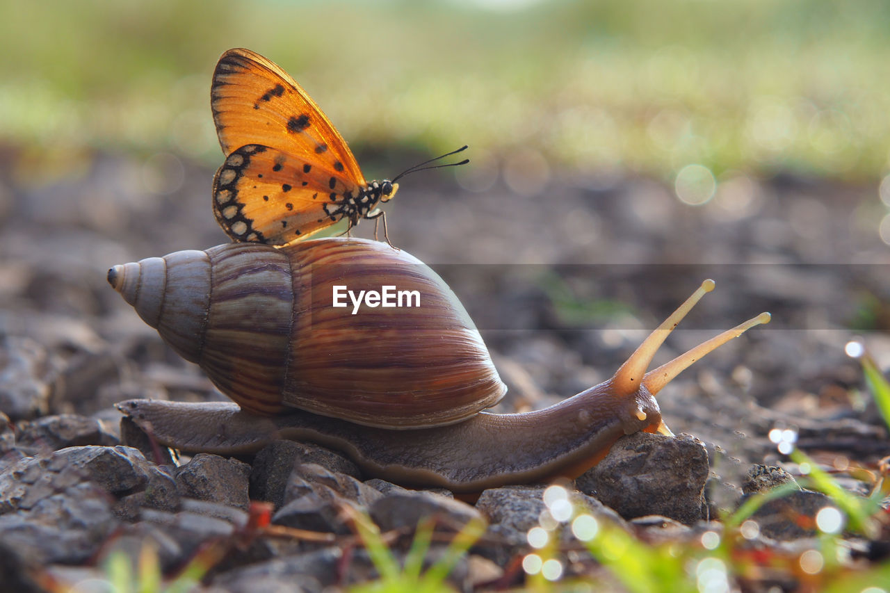 Close-up of butterfly on snail at field