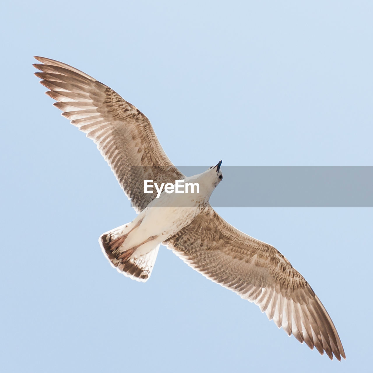 LOW ANGLE VIEW OF EAGLE FLYING