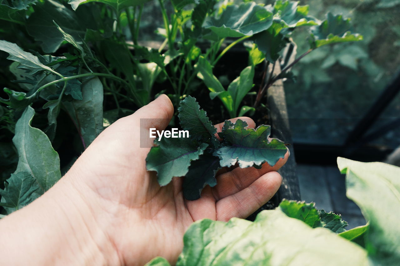 Close-up of hand holding leaves