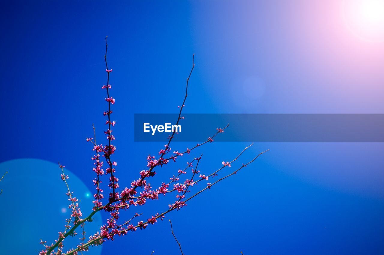 LOW ANGLE VIEW OF FLOWERING PLANTS AGAINST CLEAR BLUE SKY