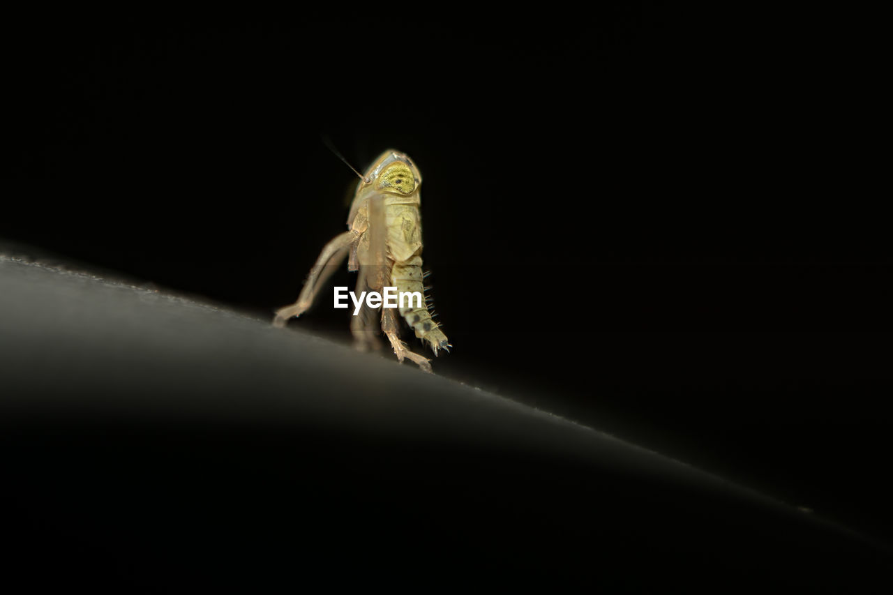 Close-up of insect against black background