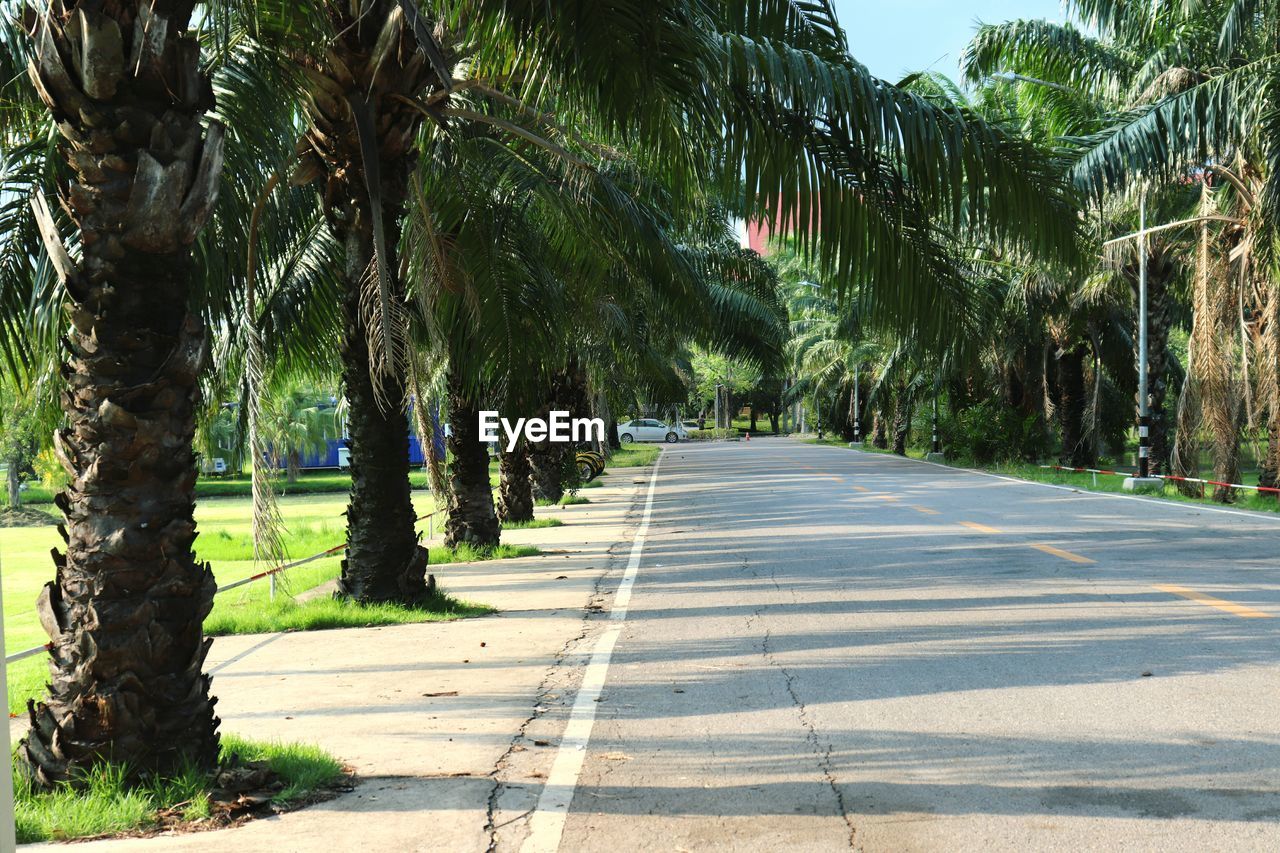 Empty road along trees