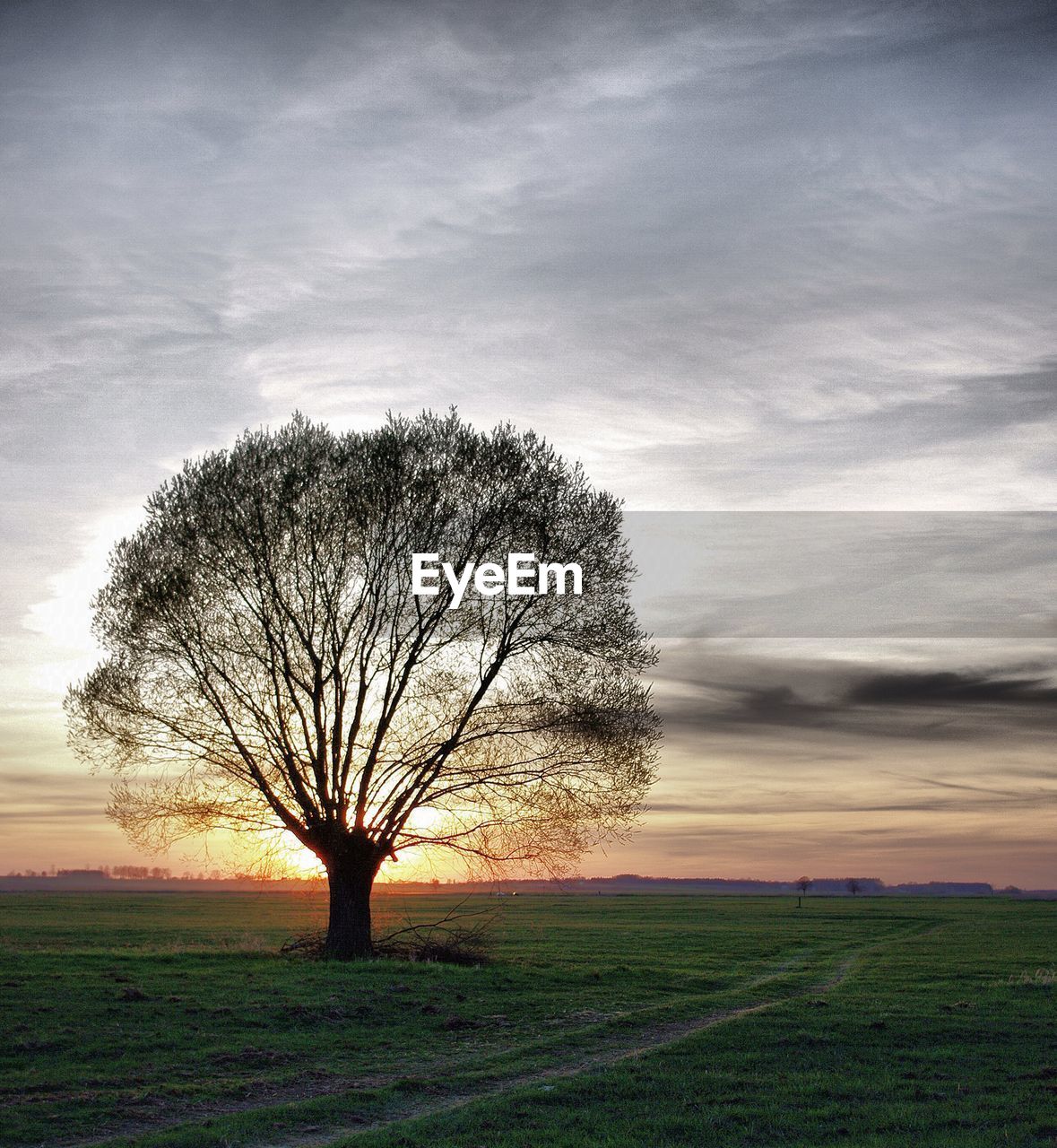 Bare tree on grassy field