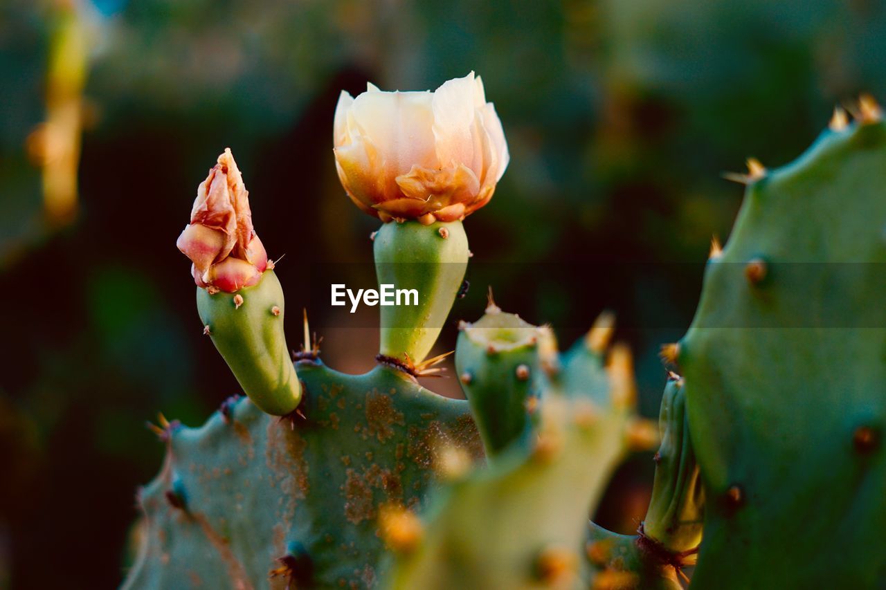 CLOSE-UP OF CACTUS FLOWER