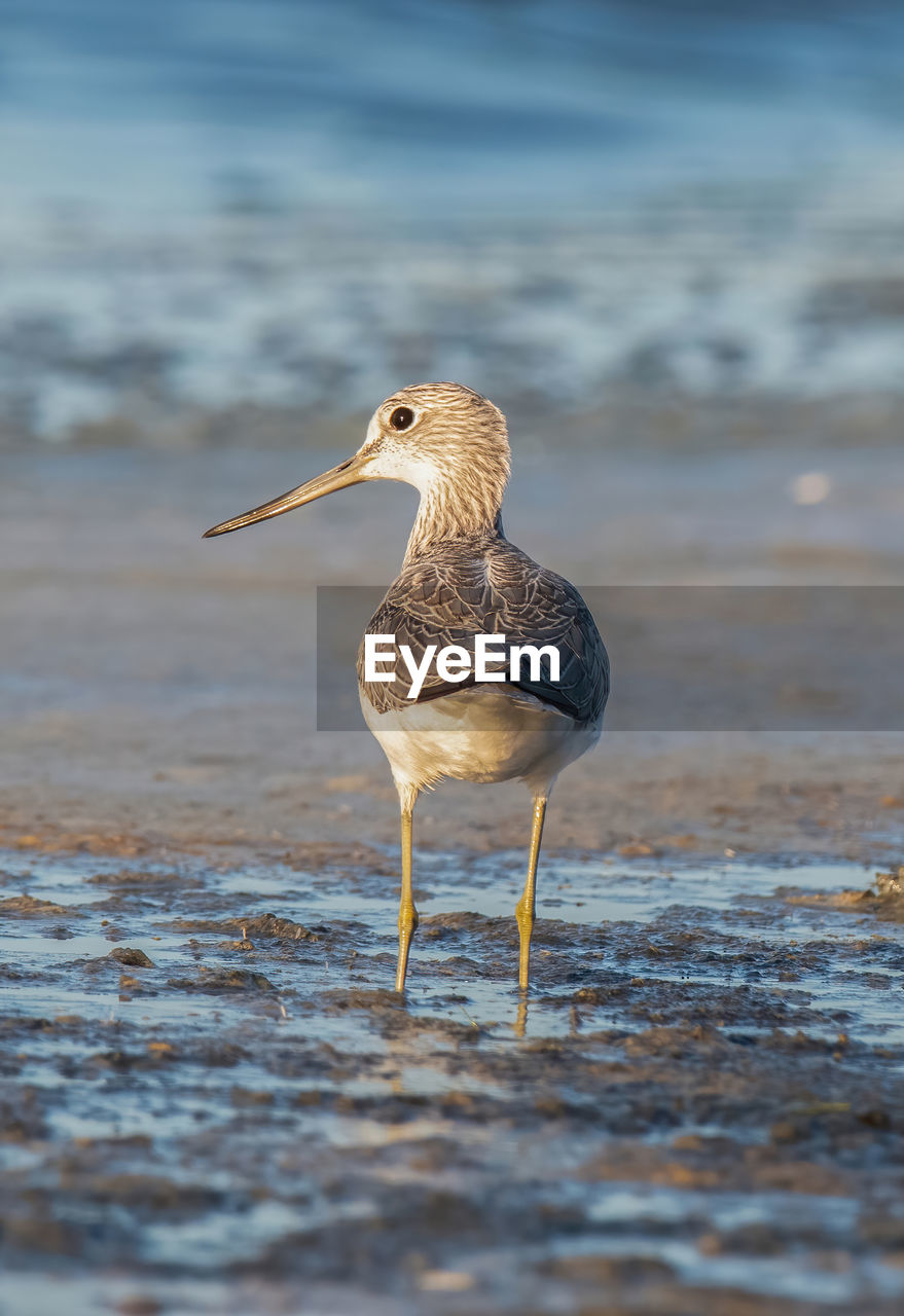 close-up of bird perching on beach