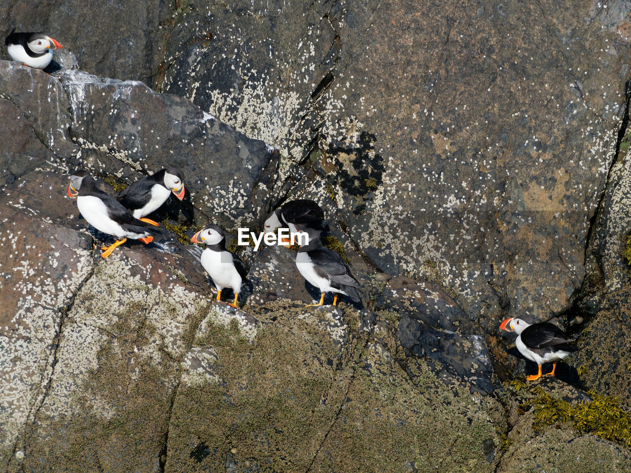 High angle view of puffins on rock