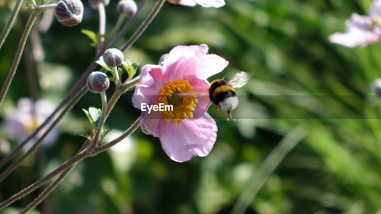 Close-up of bee pollinating flower