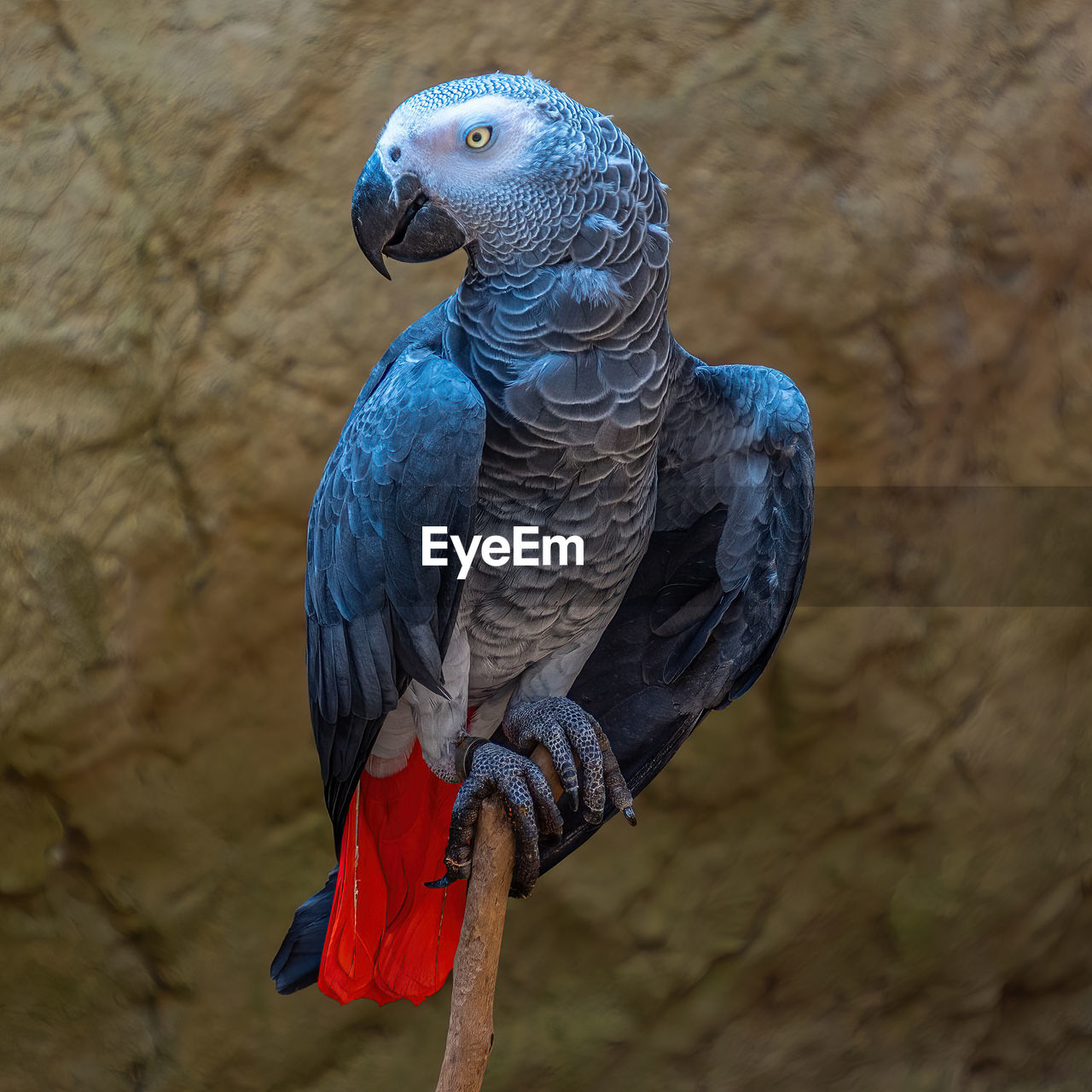 animal themes, animal, bird, animal wildlife, pet, beak, parrot, one animal, wildlife, blue, parakeet, no people, wing, nature, perching, outdoors, close-up, day