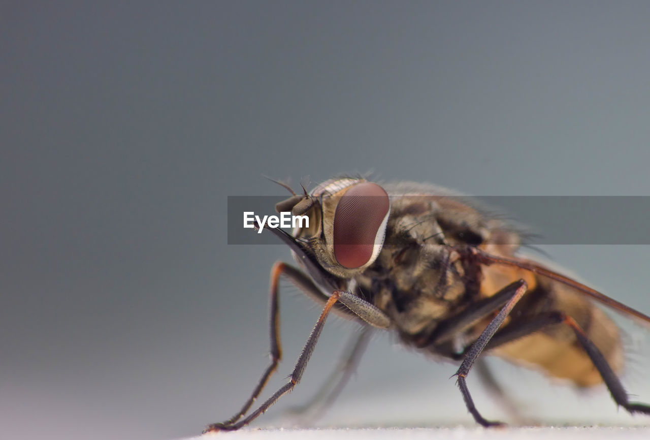 Close-up of fly