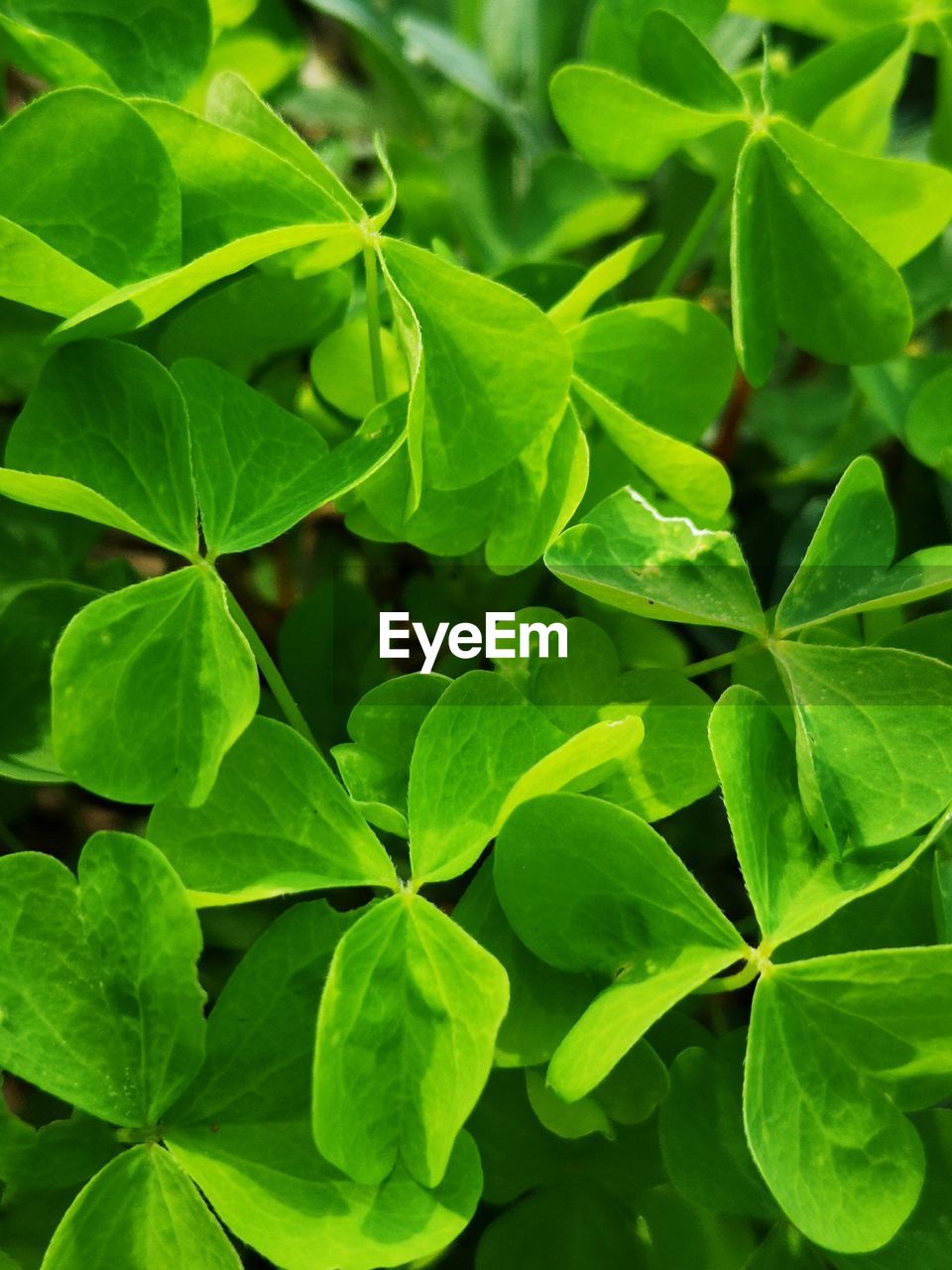 HIGH ANGLE VIEW OF LEAVES