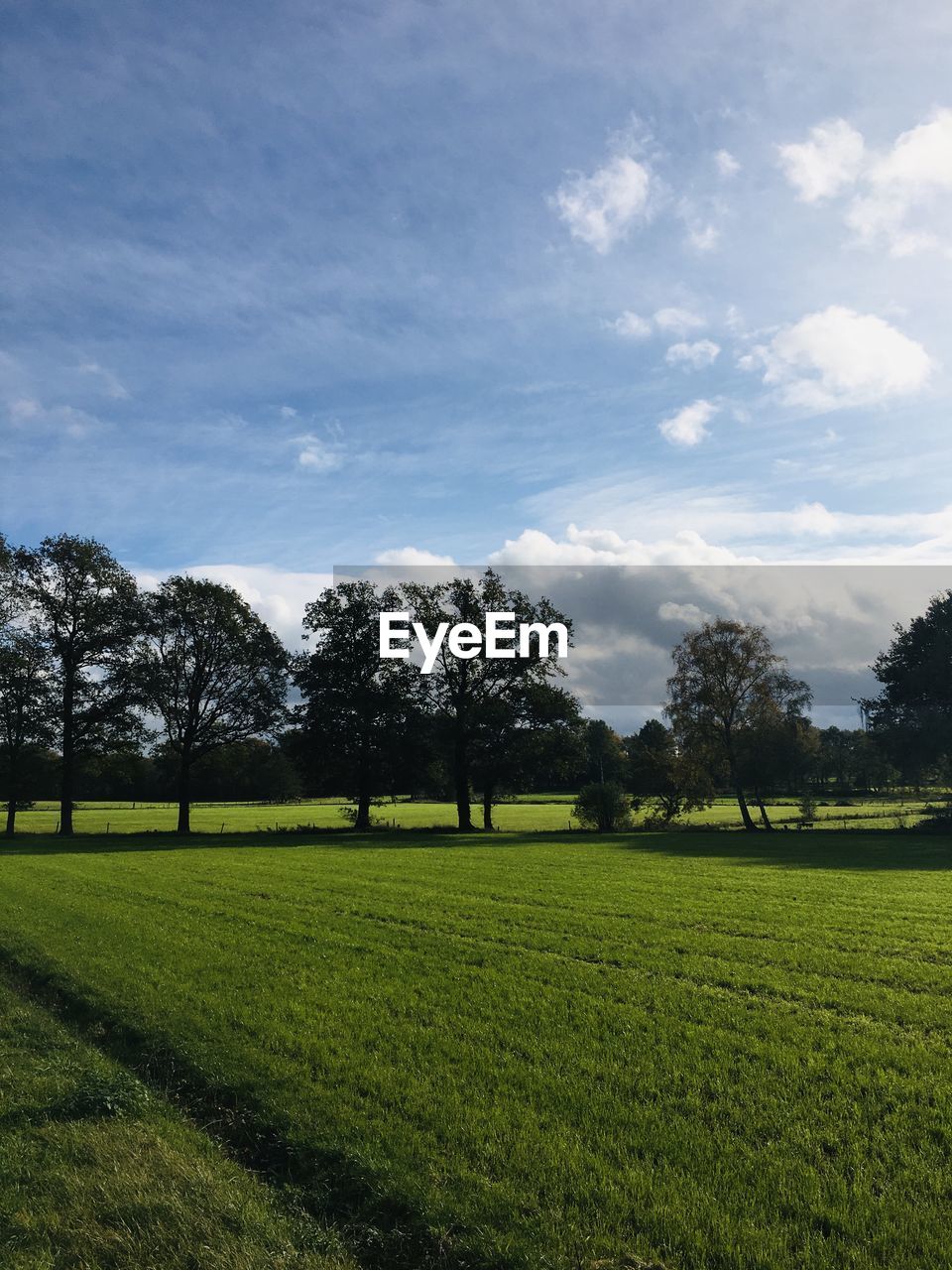 Trees on field against sky