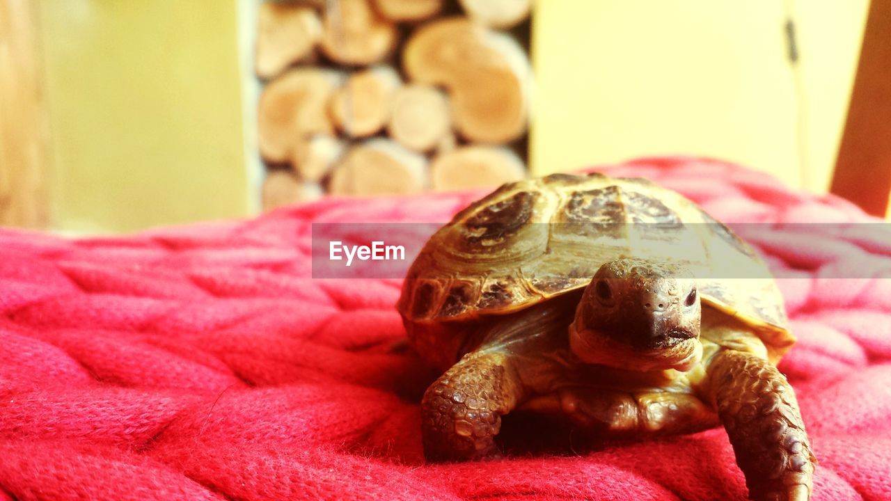 Close-up of turtle on bed at home